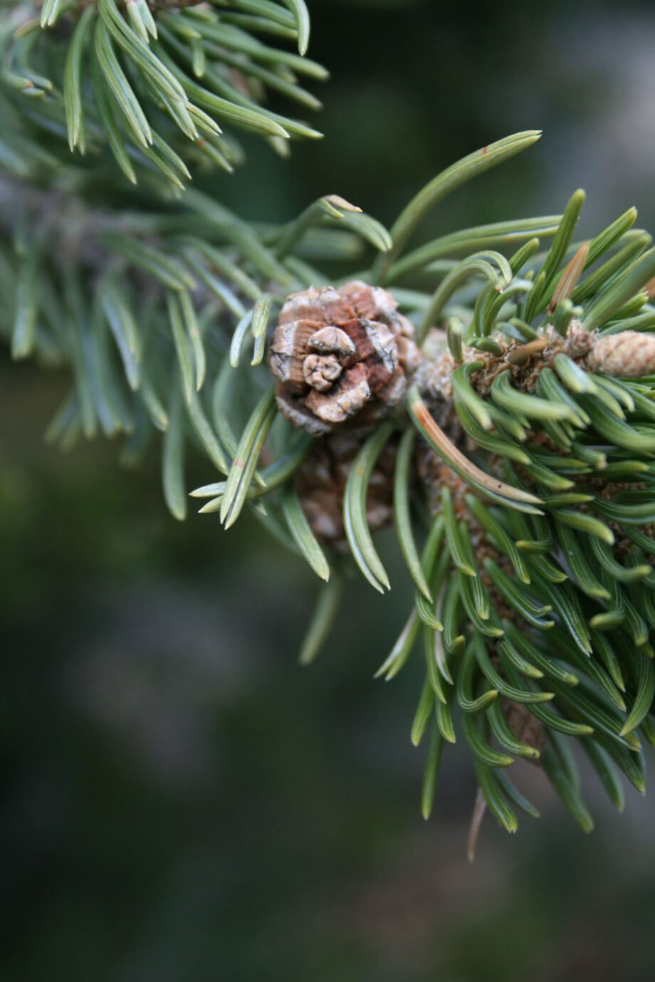 PINE PINON