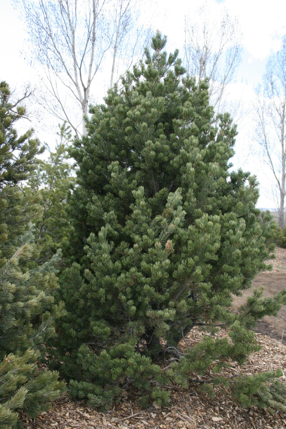 PINE PINON