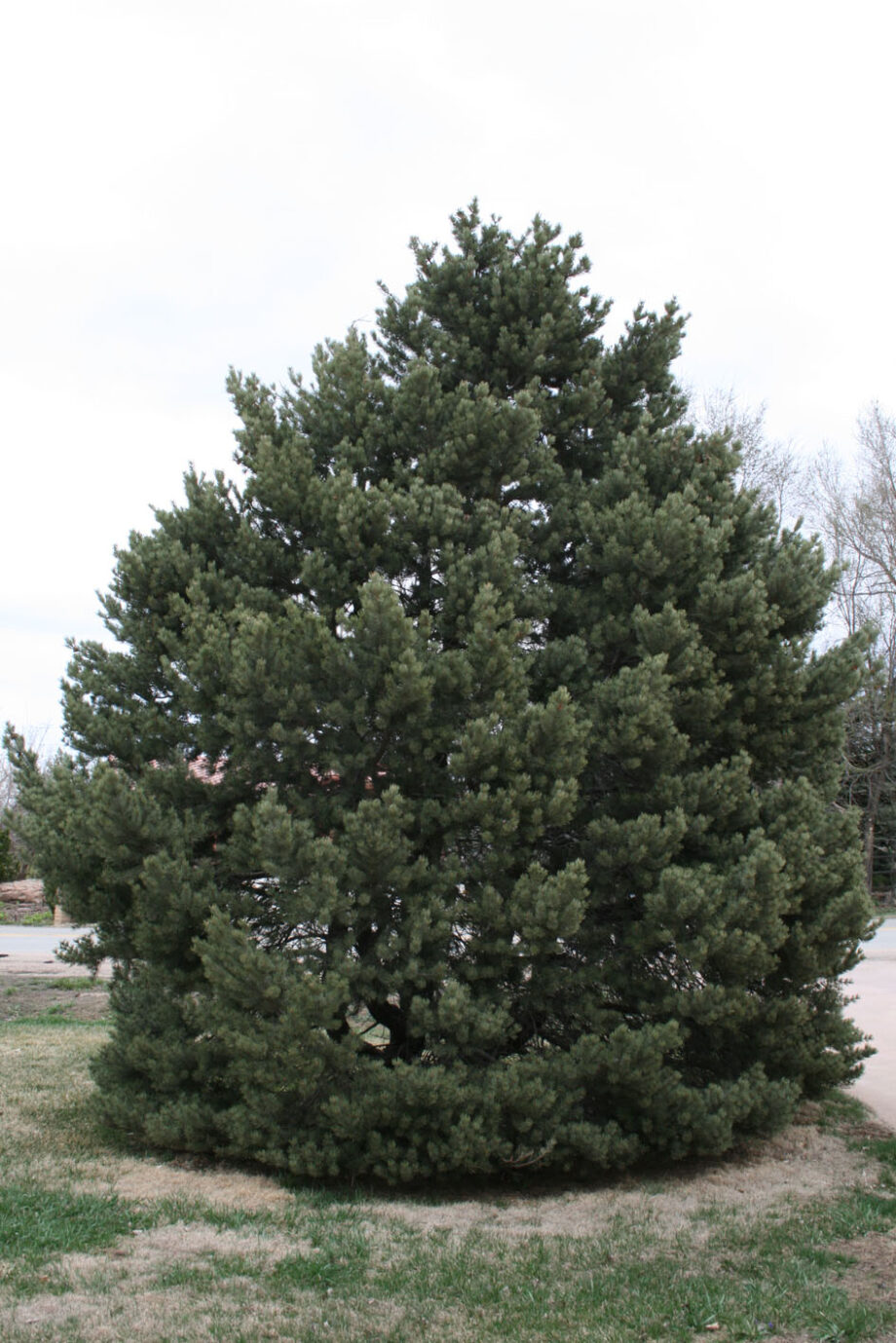 PINE PINON
