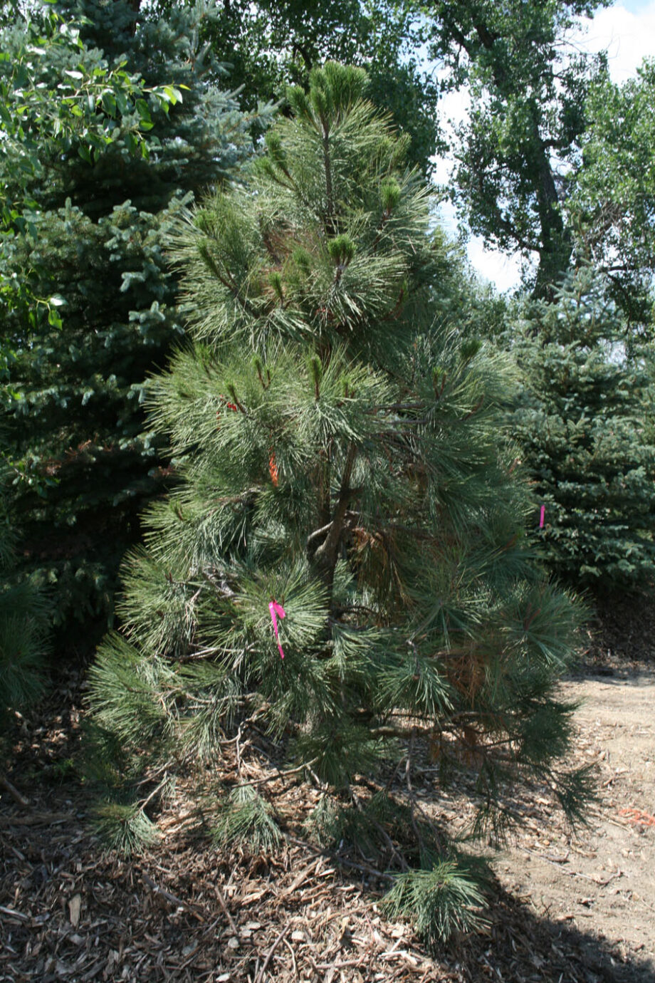 PINE PONDEROSA