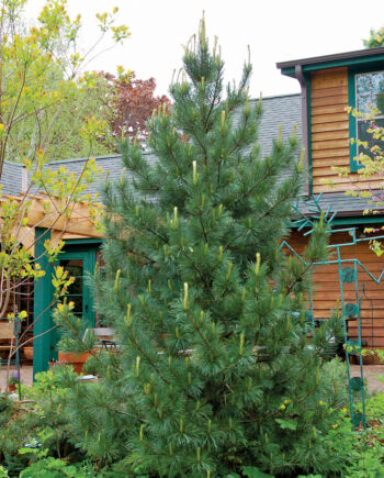 PINE SWISS STONE GLOBE