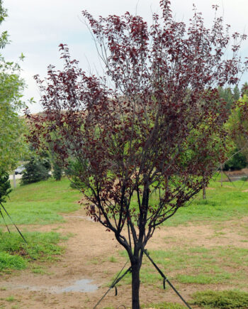 PLUM KRAUTER VESUVIUS