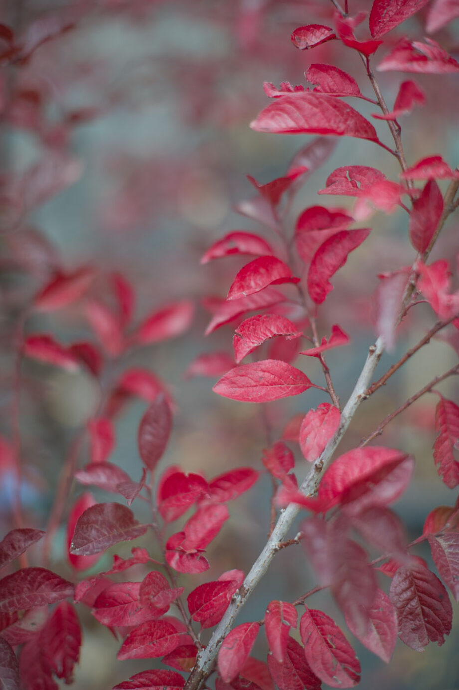 PLUM MT SAINT HELENS
