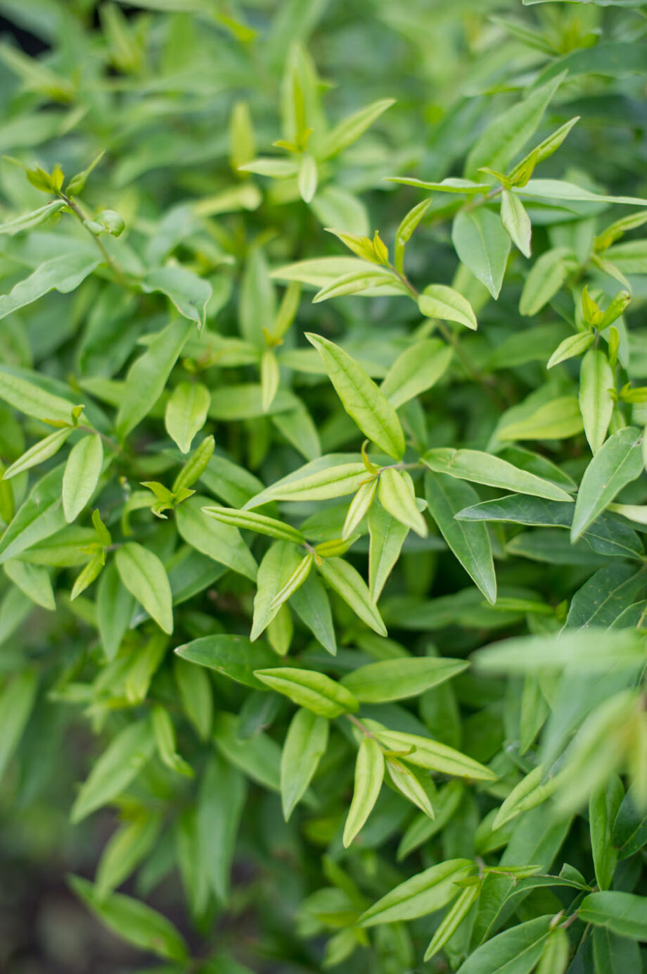 PRIVET LODENSE