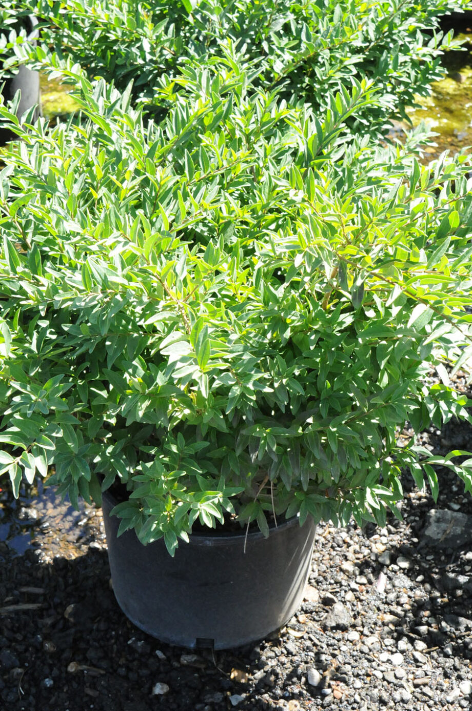 PRIVET LODENSE