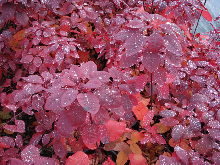 SMOKE BUSH GRACE