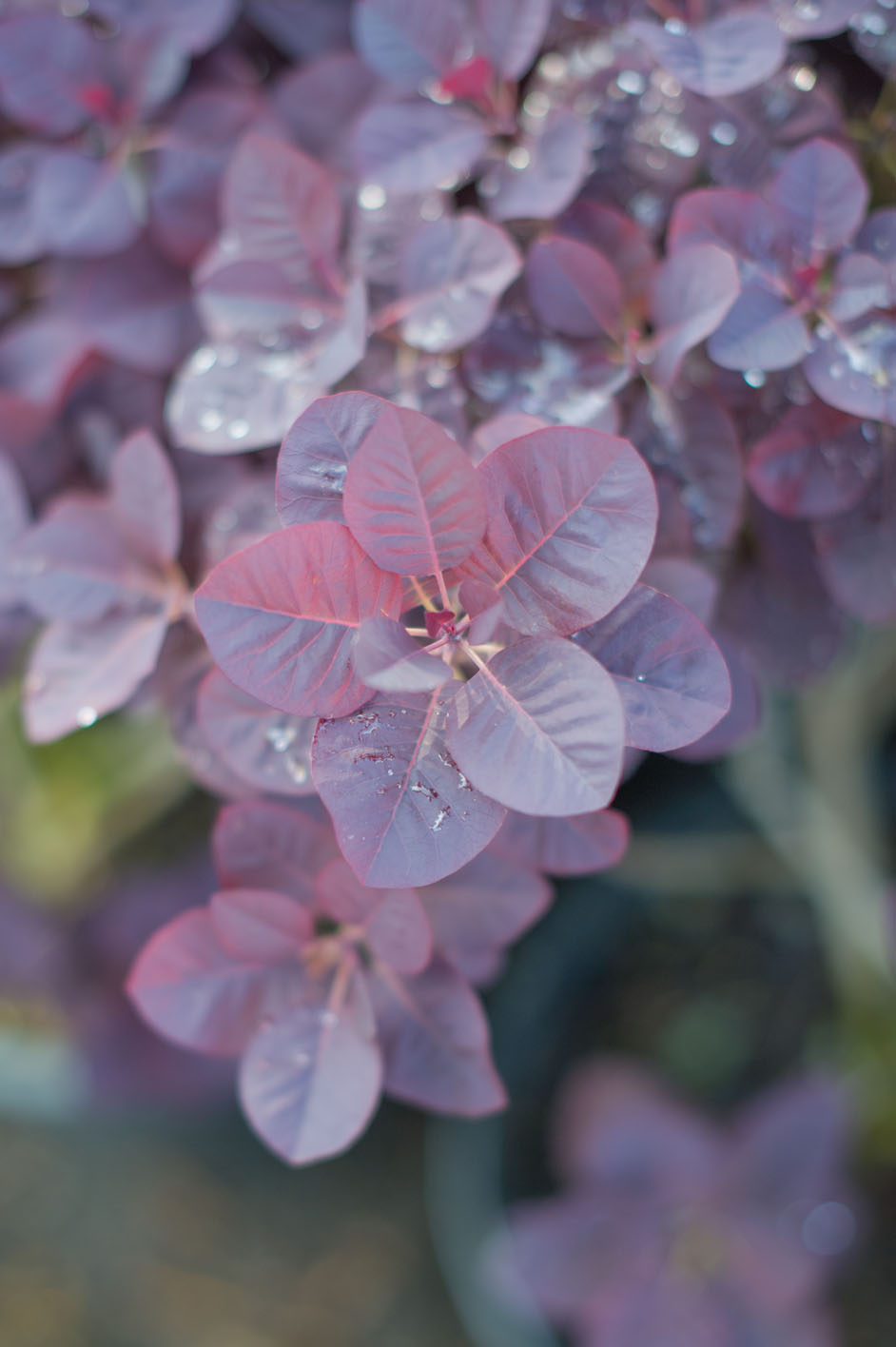 SMOKEBUSH ROYAL PURPLE