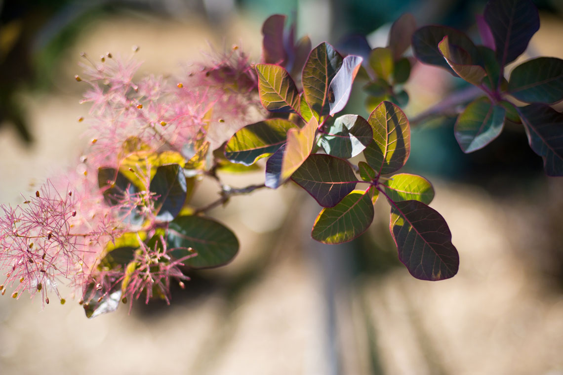 SMOKEBUSH ROYAL PURPLE