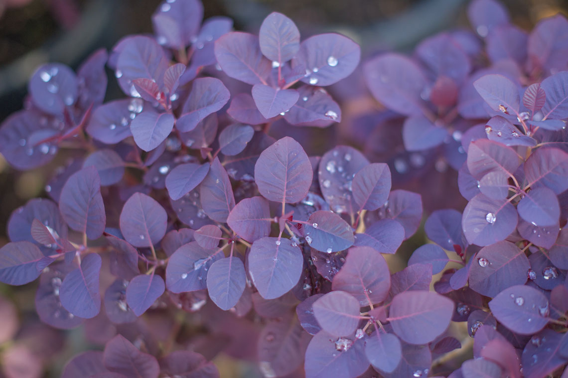 SMOKEBUSH ROYAL PURPLE