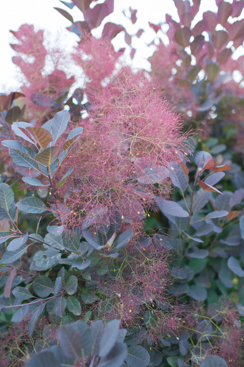 SMOKEBUSH ROYAL PURPLE