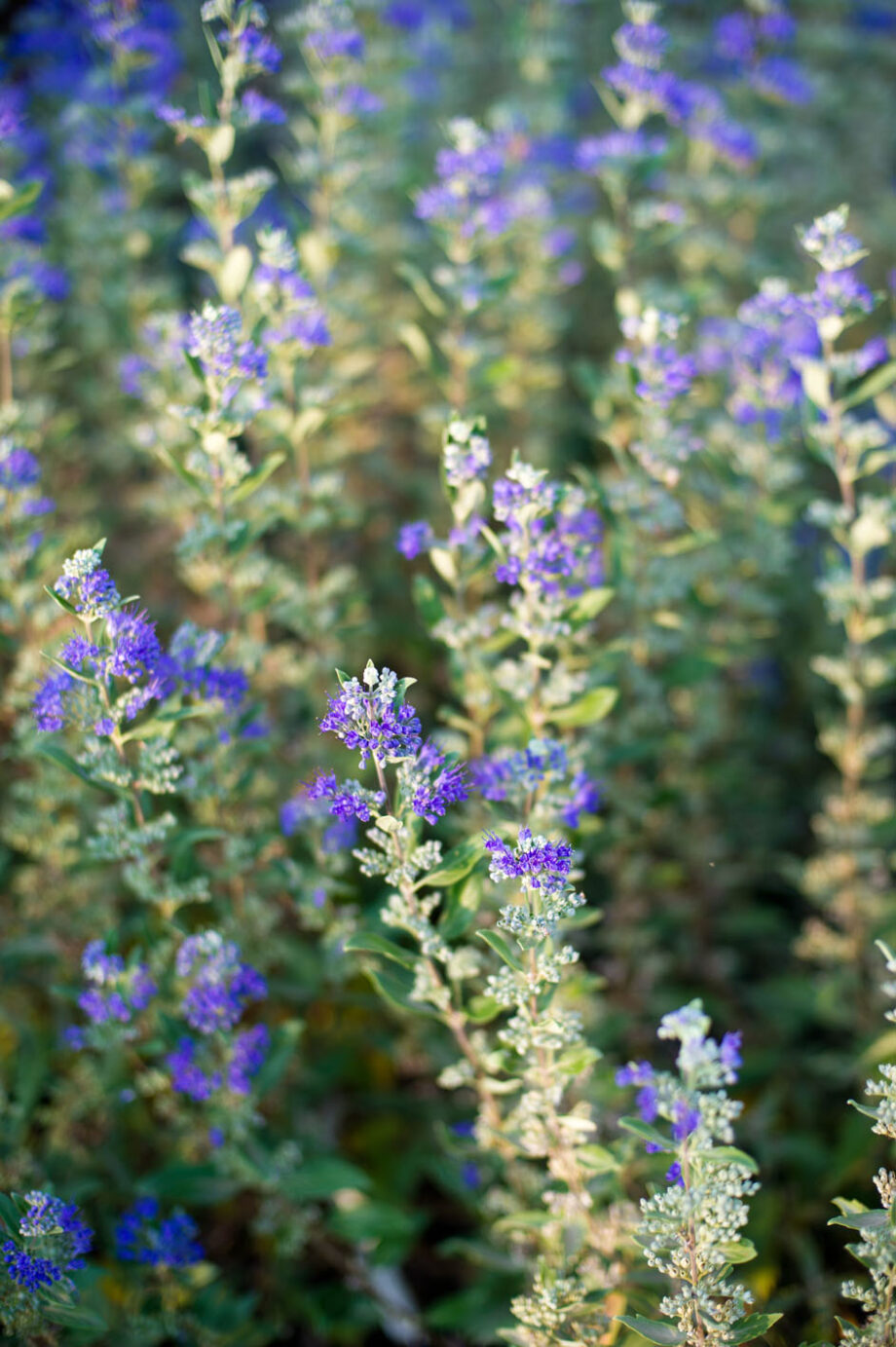 SPIRAEA BLUE MIST
