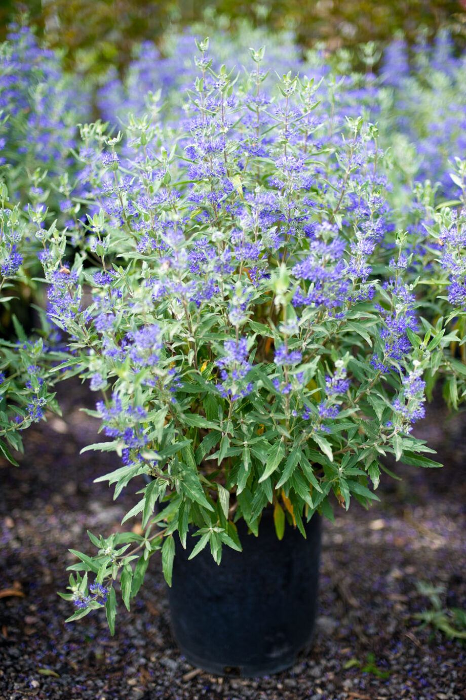 SPIRAEA BLUE MIST