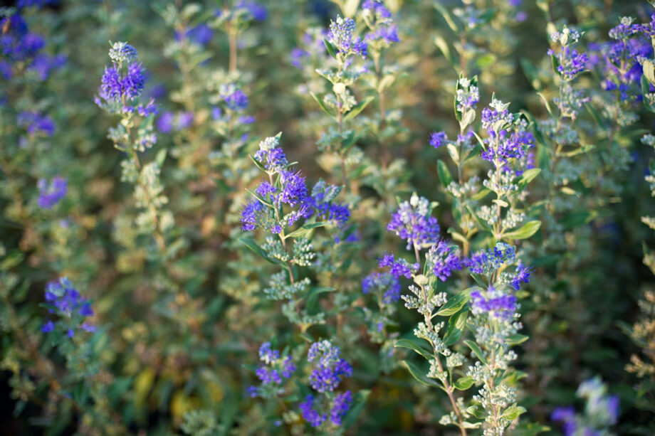 SPIRAEA BLUE MIST