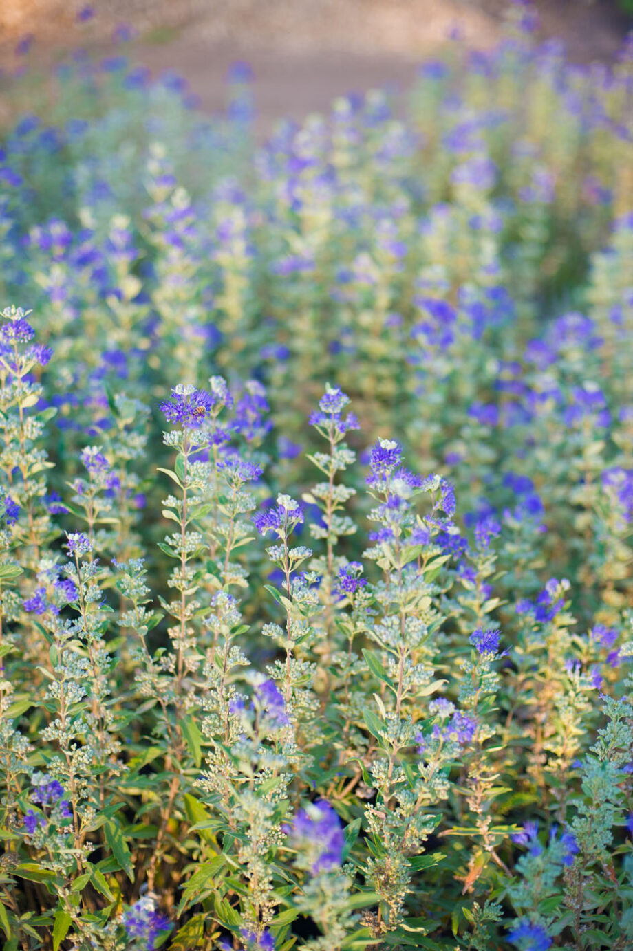 SPIRAEA BLUE MIST