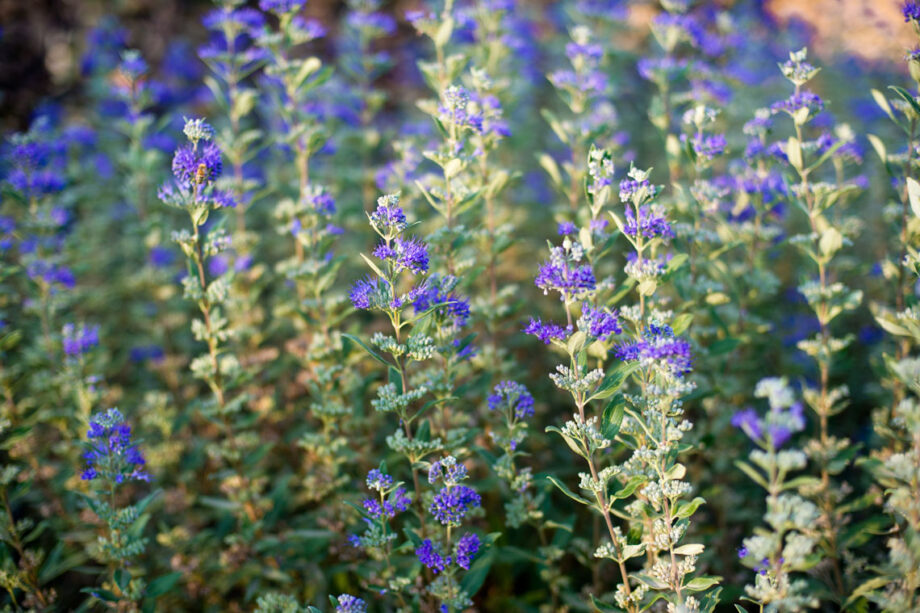 SPIRAEA BLUE MIST