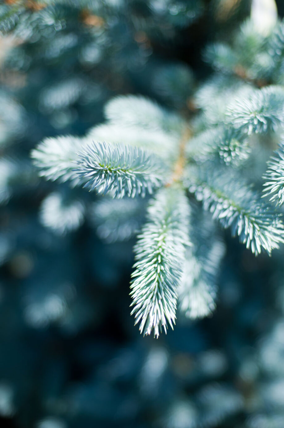 SPRUCE BAKERI BACHERI BLUE