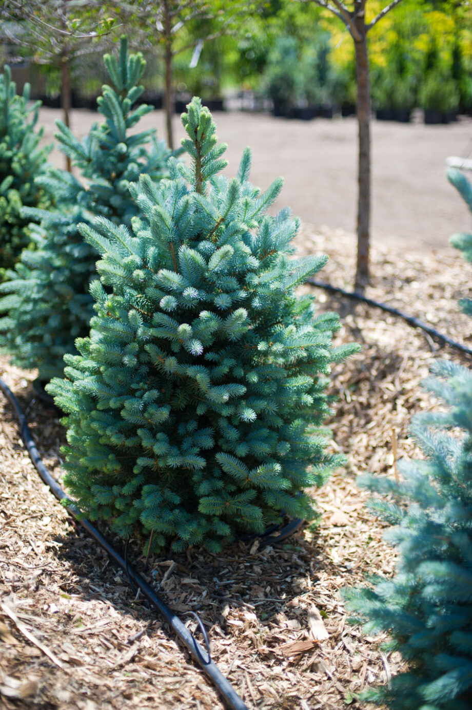 SPRUCE BAKERI BACHERI BLUE