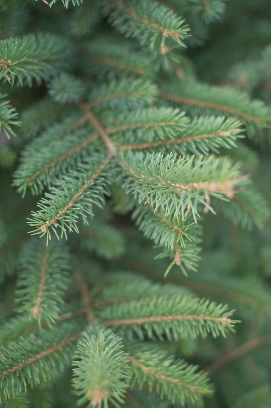 SPRUCE COLORADO