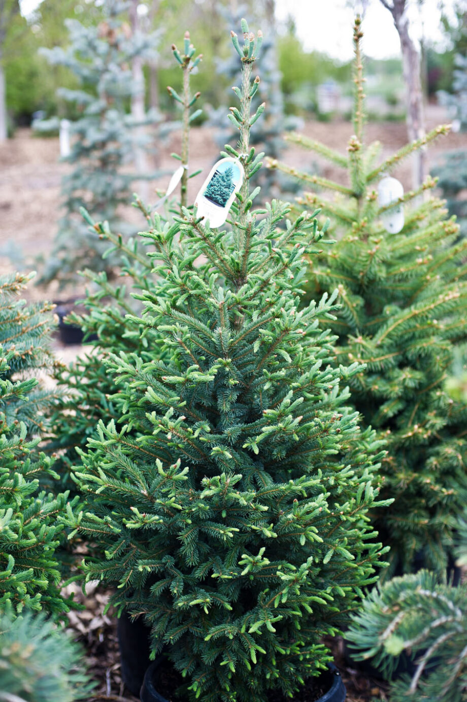 SPRUCE COLORADO