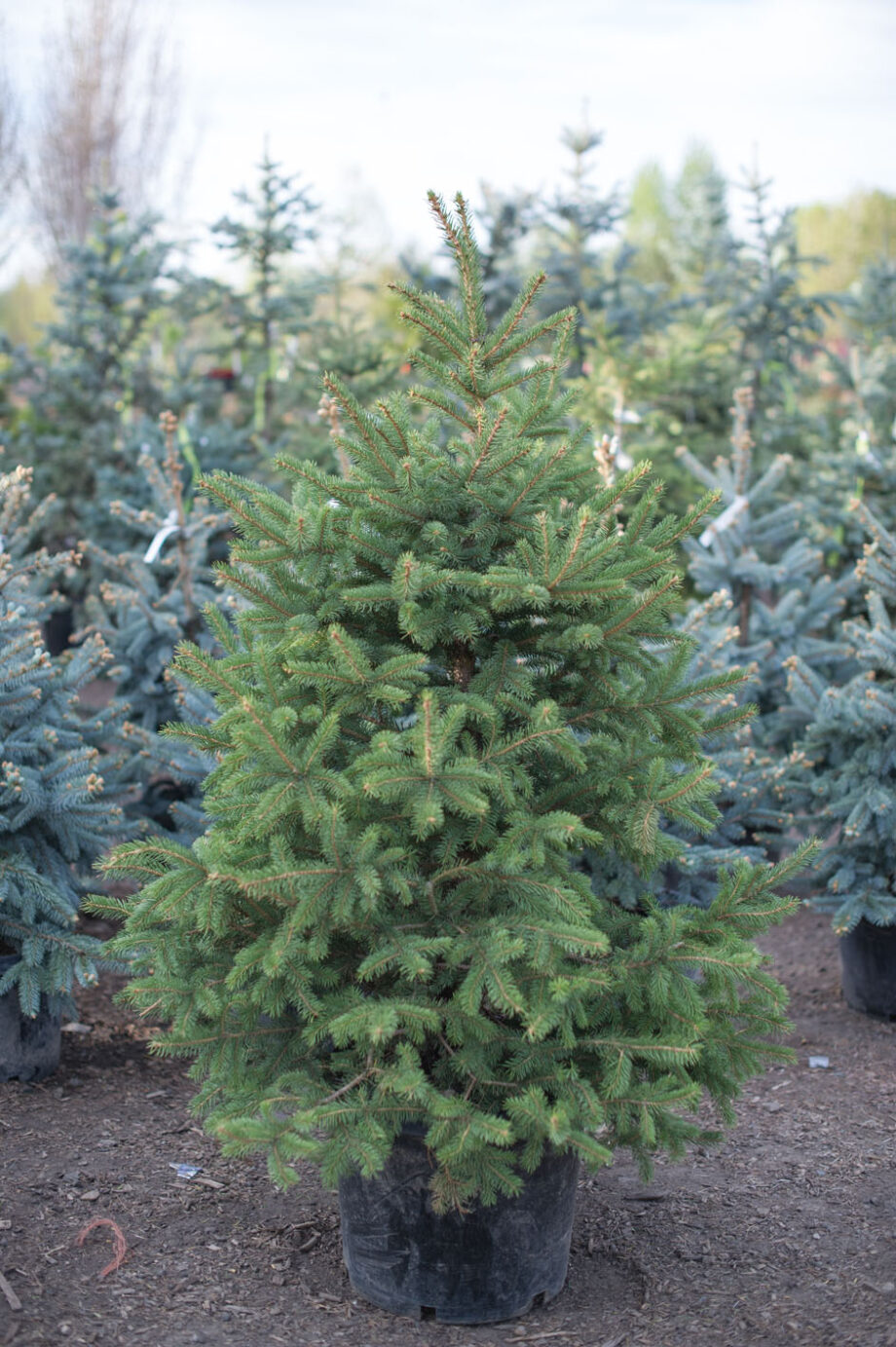 SPRUCE COLORADO