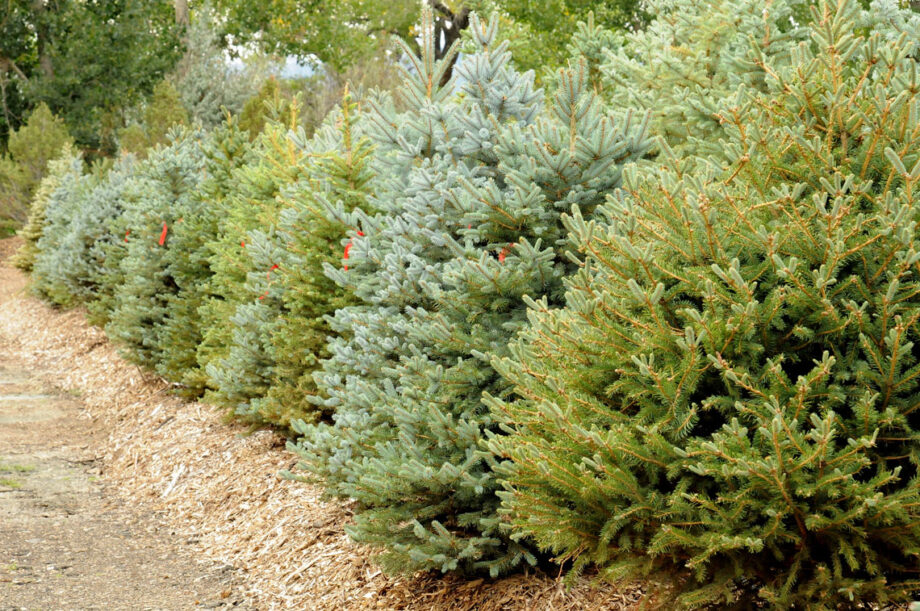 SPRUCE COLORADO