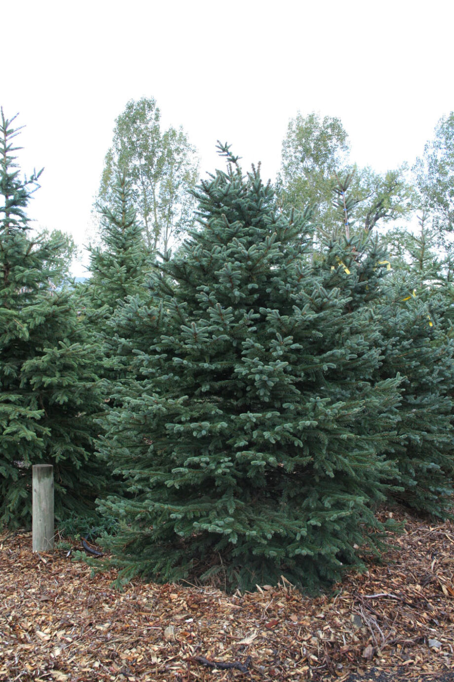 SPRUCE COLORADO
