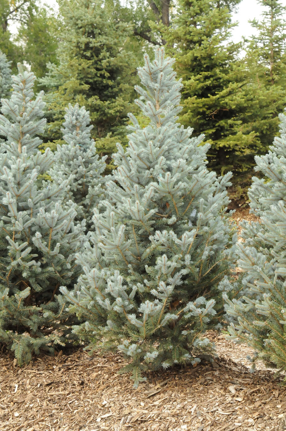 SPRUCE COLUMNAR COLORADO BLUE TOTEM