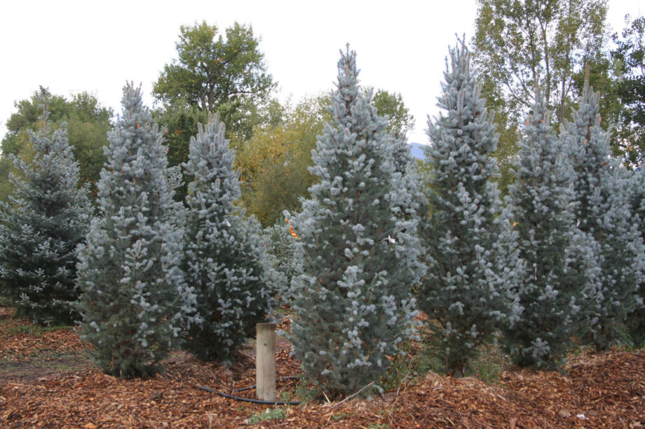 SPRUCE COLUMNAR COLORADO BLUE TOTEM