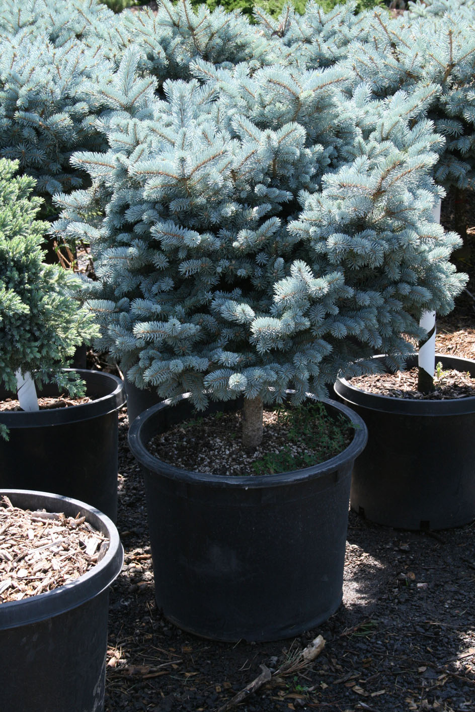 SPRUCE MONTGOMERY DWARF For Sale in Boulder Colorado