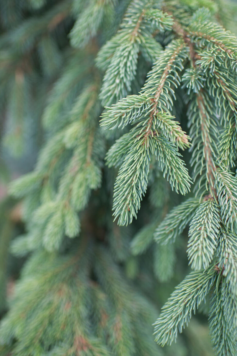 SPRUCE WEEPING WHITE