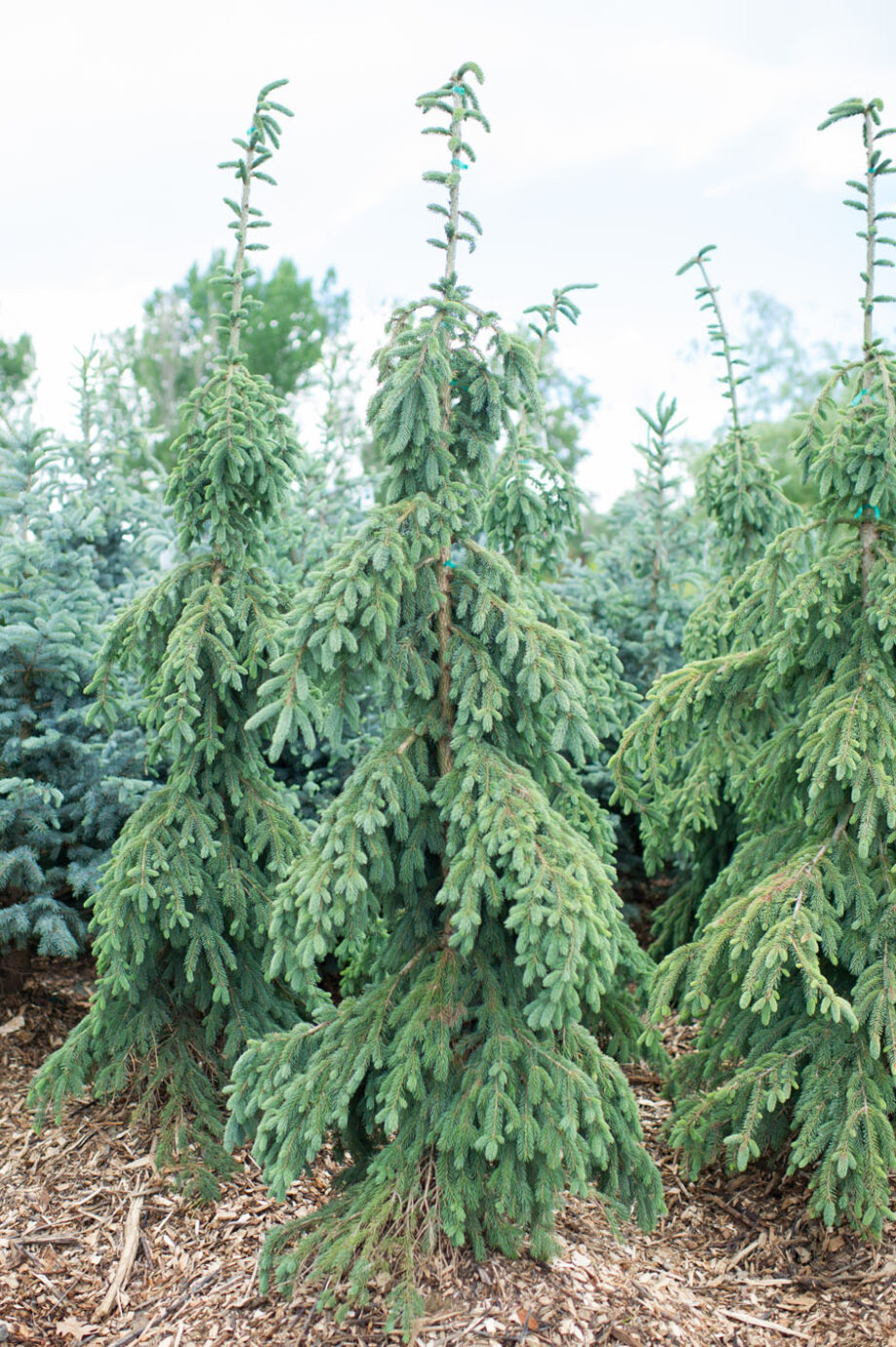 SPRUCE WEEPING WHITE